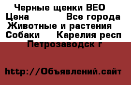 Черные щенки ВЕО › Цена ­ 5 000 - Все города Животные и растения » Собаки   . Карелия респ.,Петрозаводск г.